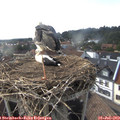 17_15-nest.jpg