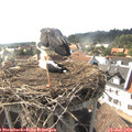 17_20-nest.jpg