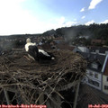 17_25-nest.jpg
