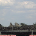 17_30-mast.jpg
