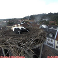 17_30-nest.jpg