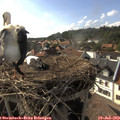 17_40-nest.jpg