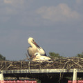 17_45-mast.jpg