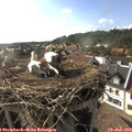 17_45-nest.jpg