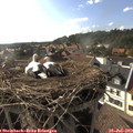 17_50-nest.jpg