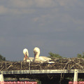 17_55-mast.jpg