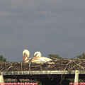 18_00-mast.jpg