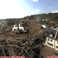 18_00-nest.jpg