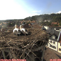 18_05-nest.jpg