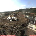 18_10-nest.jpg