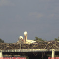 18_15-mast.jpg