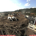 18_15-nest.jpg