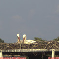 18_20-mast.jpg