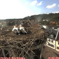 18_20-nest.jpg