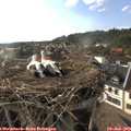 18_25-nest.jpg