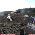 18_35-nest.jpg