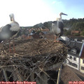 18_40-nest.jpg