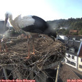 18_45-nest.jpg