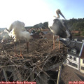 18_50-nest.jpg