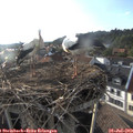 18_55-nest.jpg