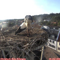 19_00-nest.jpg