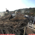 19_05-nest.jpg