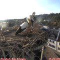 19_10-nest.jpg