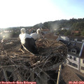19_15-nest.jpg