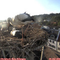 19_20-nest.jpg