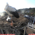 19_25-nest.jpg
