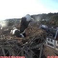 19_30-nest.jpg