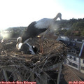19_35-nest.jpg
