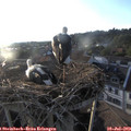 19_45-nest.jpg