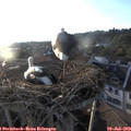 19_50-nest.jpg