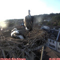 19_55-nest.jpg