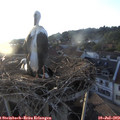 20_00-nest.jpg