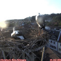 20_05-nest.jpg