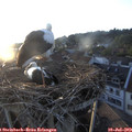 20_15-nest.jpg