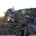 20_20-nest.jpg