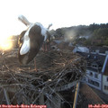 20_25-nest.jpg