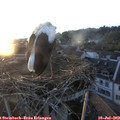20_30-nest.jpg