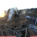 20_35-nest.jpg