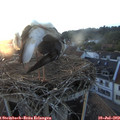 20_40-nest.jpg