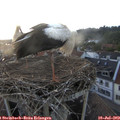 20_45-nest.jpg
