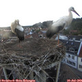 20_50-nest.jpg