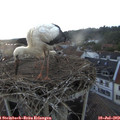 20_55-nest.jpg