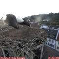 21_00-nest.jpg