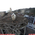 21_05-nest.jpg