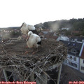 21_10-nest.jpg