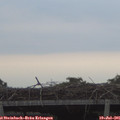 05_45-mast.jpg
